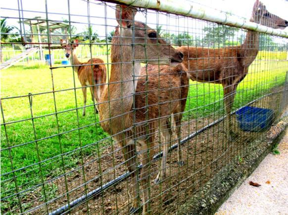 Uk Farm Agro Resort Keluang Kültér fotó